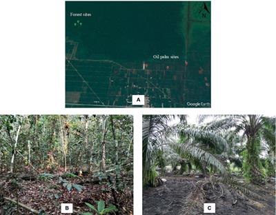 Changes in specific microbial groups characterize the impact of land conversion to oil palm plantations on peat